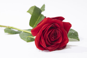 Rose rouge posée sur fond blanc	
