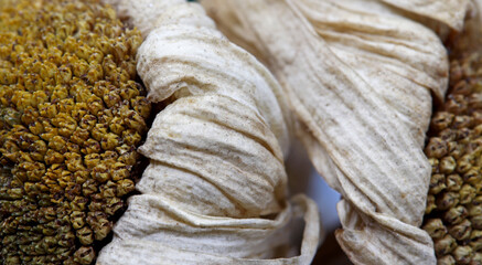 close-up organic dried chamomile detail
