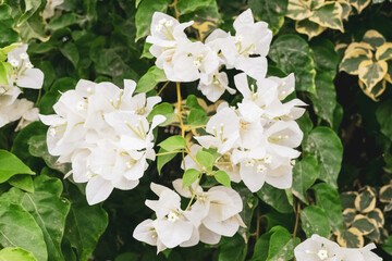Closeup of a beautiful bougainvillea plant with its characteristic flowers. Note the incredible and rare white color of the petals.