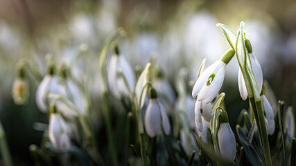 Snowdrops on a meadow in spring