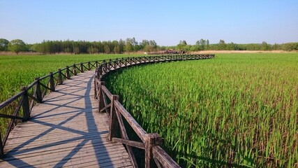 Serpentine wood footbridge through reed field