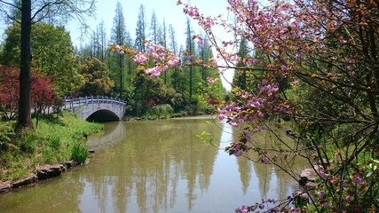 Quiet fish pond in botanical park with cherry blossoms and stone bridge