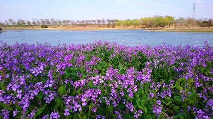 Amethyst flower bush on the riverbank
