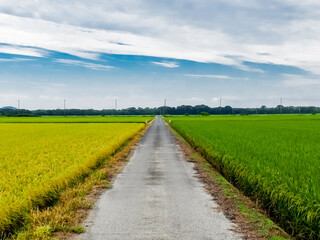 田園のツートンカラー