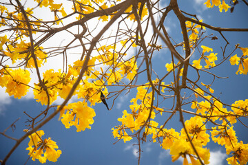 Hummingbird on a Yellow Ipê Tree (Cotton Flower) (Handroanthus serratifolius)