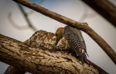 hermoso pajaro carpintero perforando un arbol