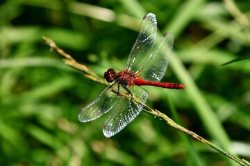 Libellule sur une brindille.