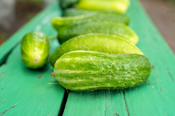 Lots of juicy cucumbers on rustic bench. Fresh harvest. Selective focus