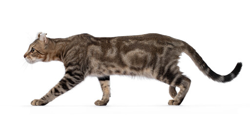 Beautiful brown tabby blotched American Curl Shorthair cat, walking side ways showing profile and...