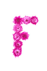 Letter F made of flowers, figures from pink Chrysanthemum, isolated on white background.
