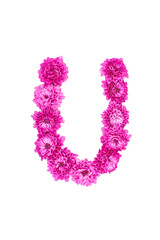 Letter U made of flowers, figures from pink Chrysanthemum, isolated on white background.