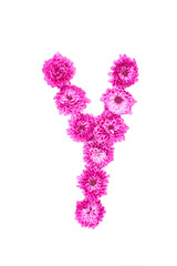 Letter Y made of flowers, figures from pink Chrysanthemum, isolated on white background.