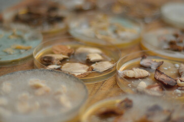 Mycelium grown at home from various mushrooms in a petri dish on agar agar. 