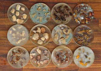 
Mycelium grown at home from a mushroom in a petri dish.