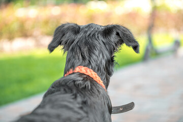 black mongrel puppy looks at the electric scooter