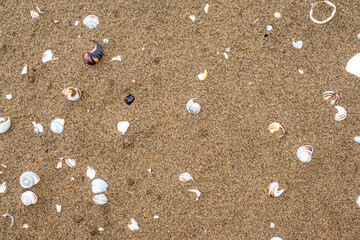 White shells of different shape and size on warm yellow sand. Abstract nature background.