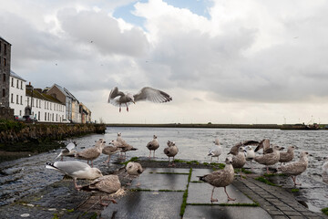 Wild seagull eat porridge in town center. Wet rainy day. Dark and moody color. Rain season theme.