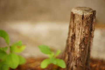 Grape tree trunk closeup in autumn garden.