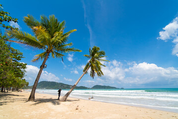 palm tree on the beach