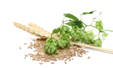 Fresh hops, leaf and ear wheat isolated on white background