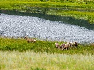 Herd of big horn sheep eating in the grassy marshland by water.