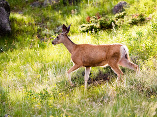 Female mule deer doe walking through grass. Close up side view