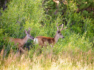 Large male mule deer buck with head turned showing off his large rack. Side view