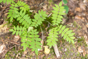 Top view of twigs of a fern plant in a forest on a blurred background © Mirco Vacca/Wirestock