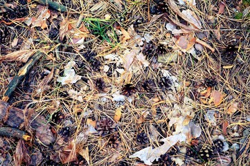 cones in the forest in autumn weather. Cones for crafts