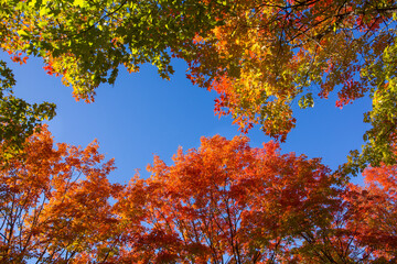Looking up at beautiful, vibrant colored maple leaves in autumn
