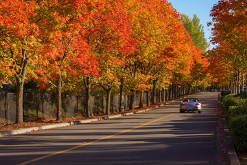 A sports car travels down a street lined with vibrant, colorful fall foliage on a sunny day

