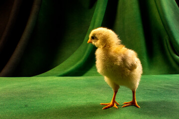Cute chicks on a dark green background