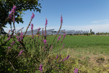 Agrivoltaic
