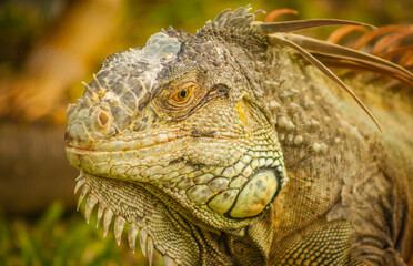 iguana verde escamosa en su habitat