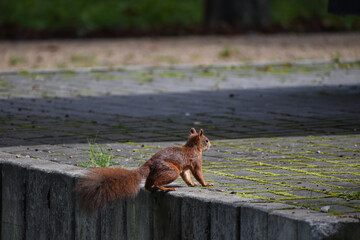 Siedząca wiewiórka