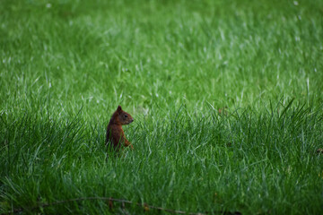 Wiewiórka w trawie - obrazy, fototapety, plakaty