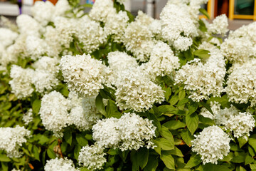Blooming variety of white hydrangea paniculata (Hydrangea paniculata) in a summer garden.