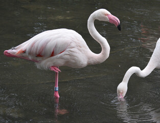Portrait of a Flamingo