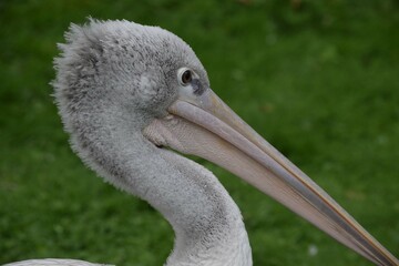 Portrait of a Pelican