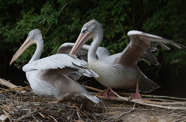 Portrait of two Pelicans on a nest