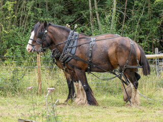 Two Shire Horses Working