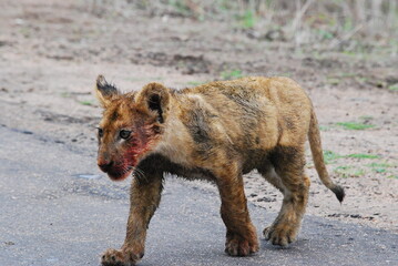 Lion Cub 