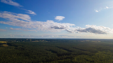 Pine forest from a height. Aerial drone view over a lush green pine forest. Nature concept.