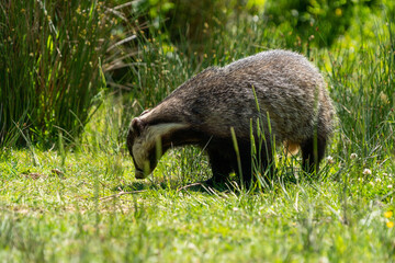 Badger in a field on the grass 