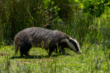 Badger in a field on the grass 