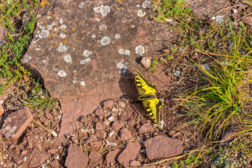 Old World swallowtail or Papilio machaon butterfly sitting on reddish stone of Devonian sandstone in Khakassia, Russia