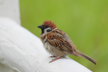 羽がぼさぼさなスズメ