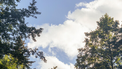 The tops of the trees against a background of blue sky and clouds. Green foliage, natural frame of deciduous tree crowns. Nature concept. Space for text.