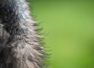Detail of Emu Feathers