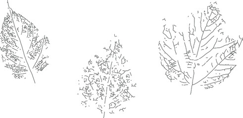 print, ink, grunge, silhouette, outline, sketch, A black imprint of the leaves of different trees on a white background. Vector sketch for printing on T-shirts, the cover of a notebook, and sketchbook